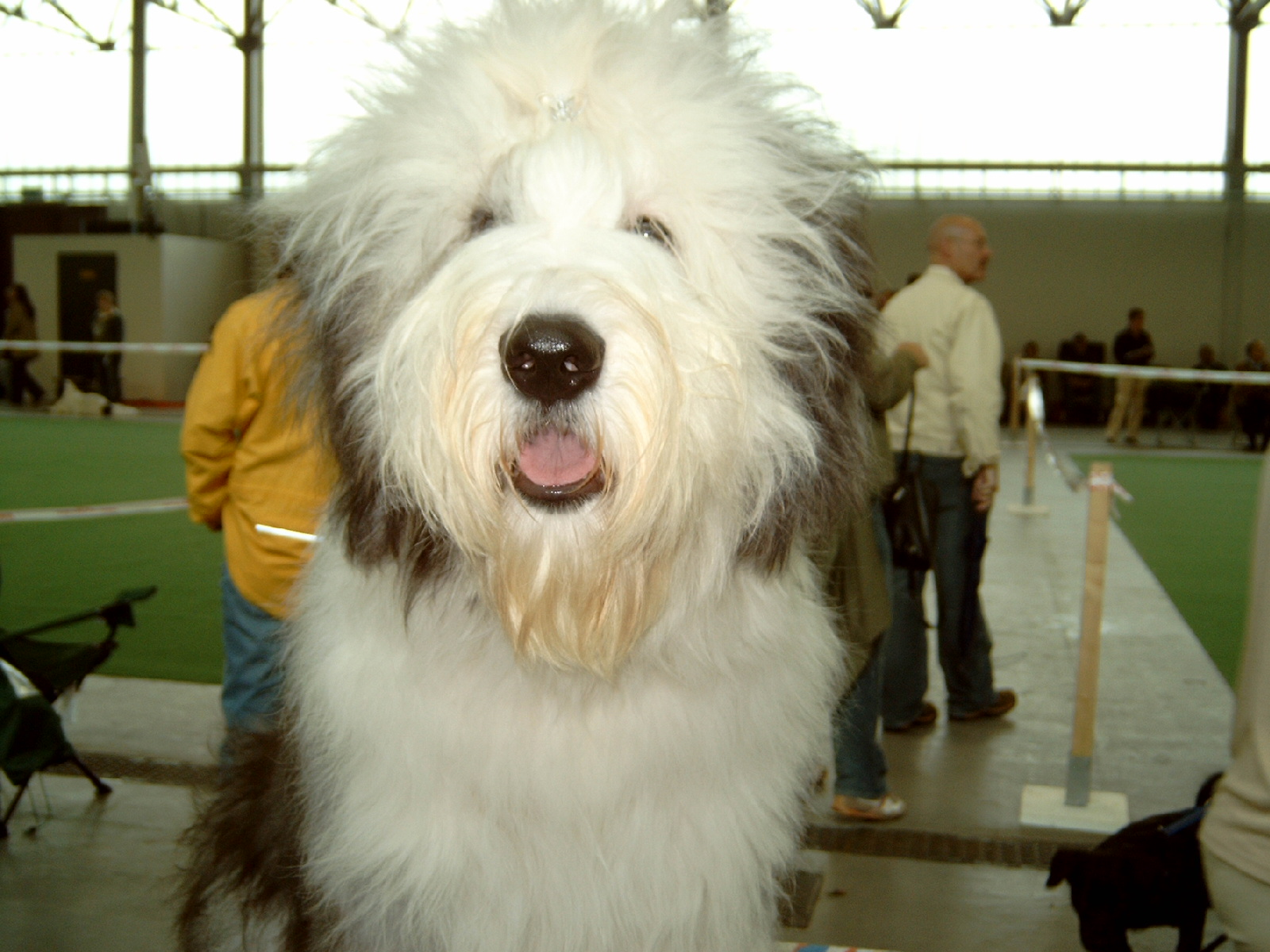 CACIB Saarbr�cken Pfingsten 2006