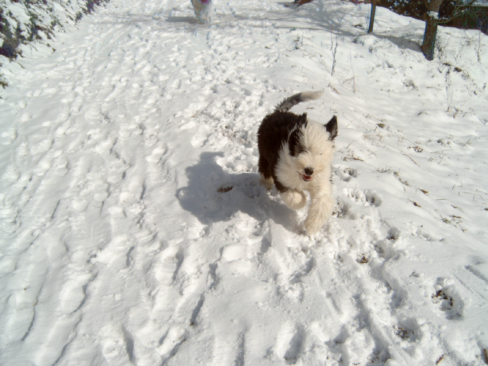 Doro im Schnee im M�rz 2006